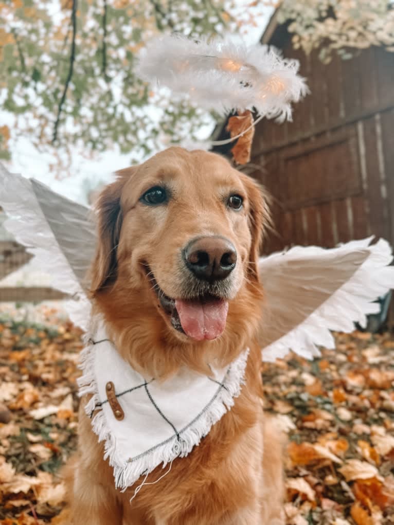 Marley, a Golden Retriever tested with EmbarkVet.com