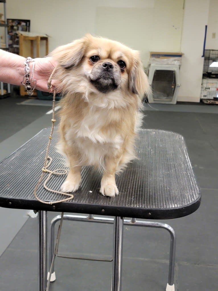 Dandi, a Tibetan Spaniel tested with EmbarkVet.com