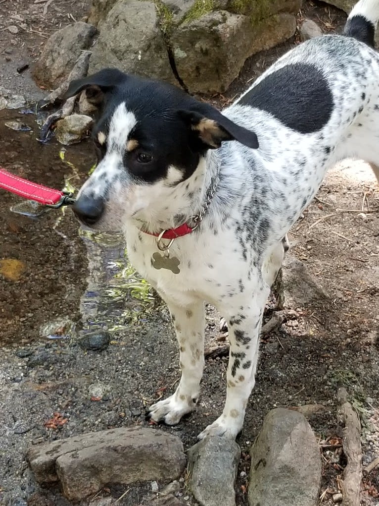 Chaplin, a Formosan Mountain Dog tested with EmbarkVet.com