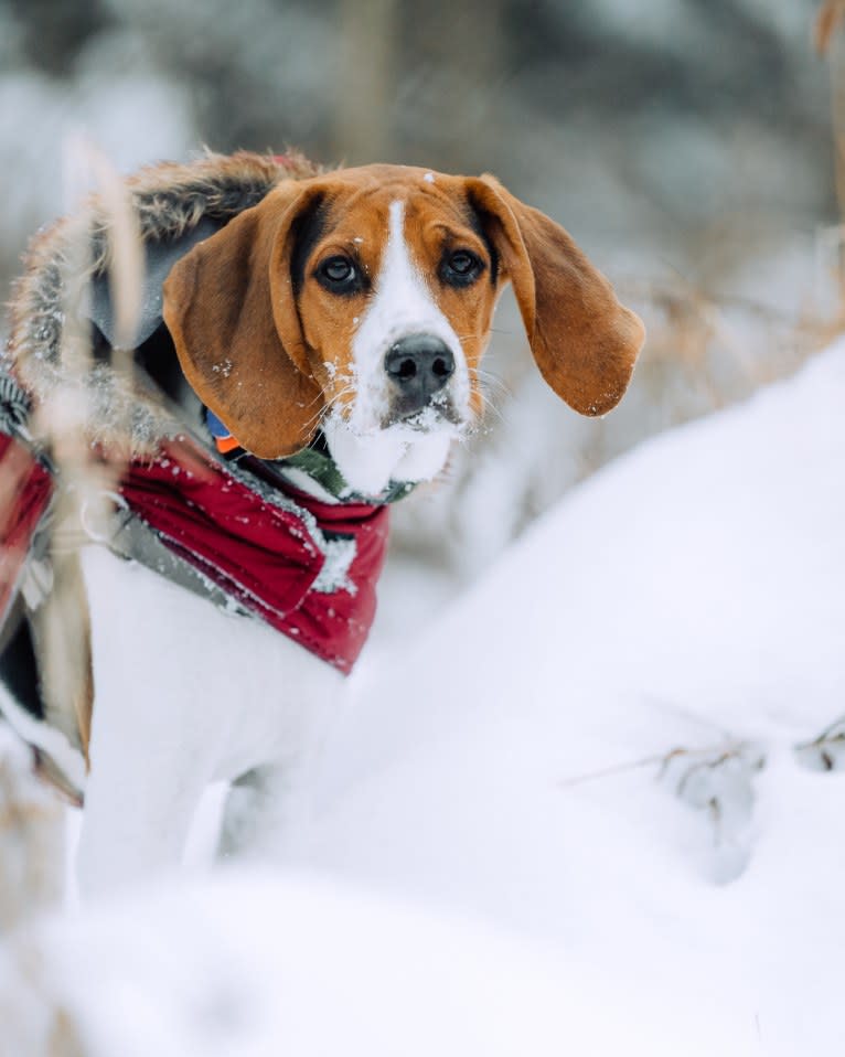 Carl, a Treeing Walker Coonhound tested with EmbarkVet.com