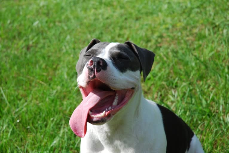 Cypress, an American Bully and American Pit Bull Terrier mix tested with EmbarkVet.com