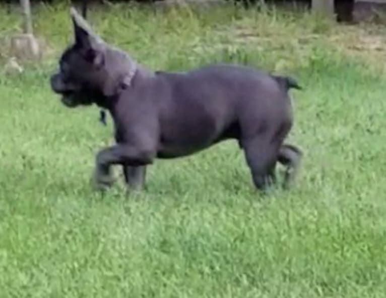 Maxie, a French Bulldog tested with EmbarkVet.com