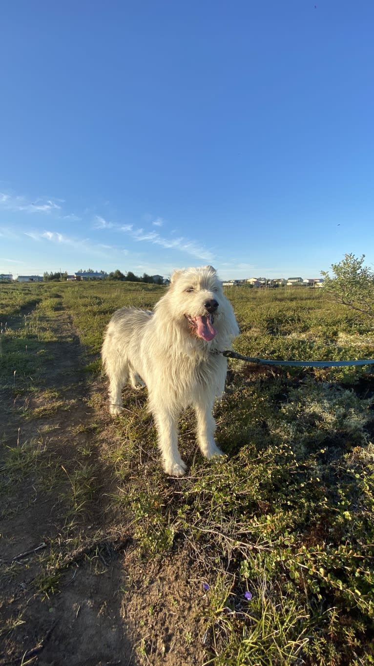 Neil Diamond, a Siberian Husky and Golden Retriever mix tested with EmbarkVet.com