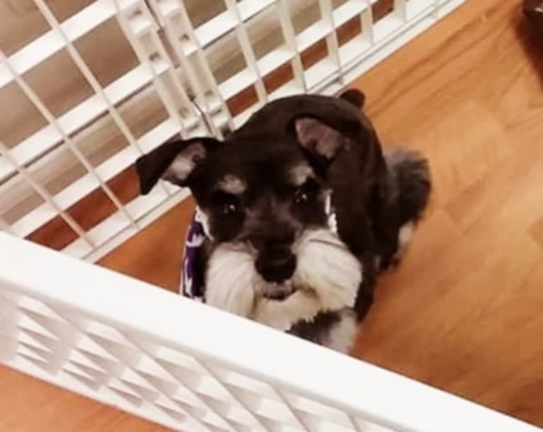 Minnie, a Miniature Schnauzer tested with EmbarkVet.com