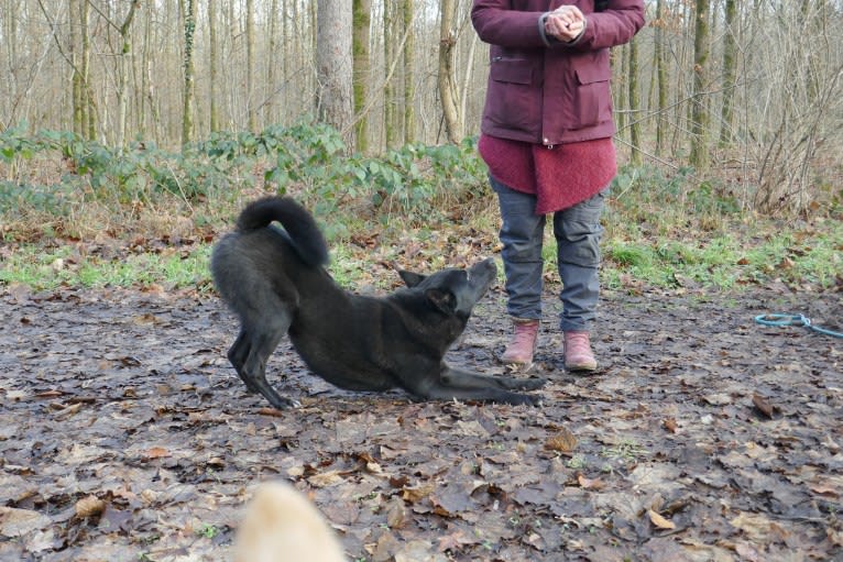 Moshae, a Canaan Dog tested with EmbarkVet.com