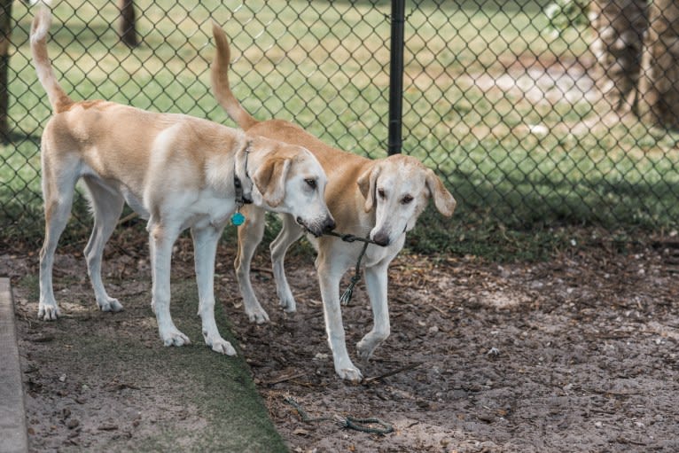 Aspen, a Bloodhound and German Shepherd Dog mix tested with EmbarkVet.com