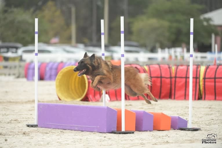 Rush, a Belgian Shepherd tested with EmbarkVet.com