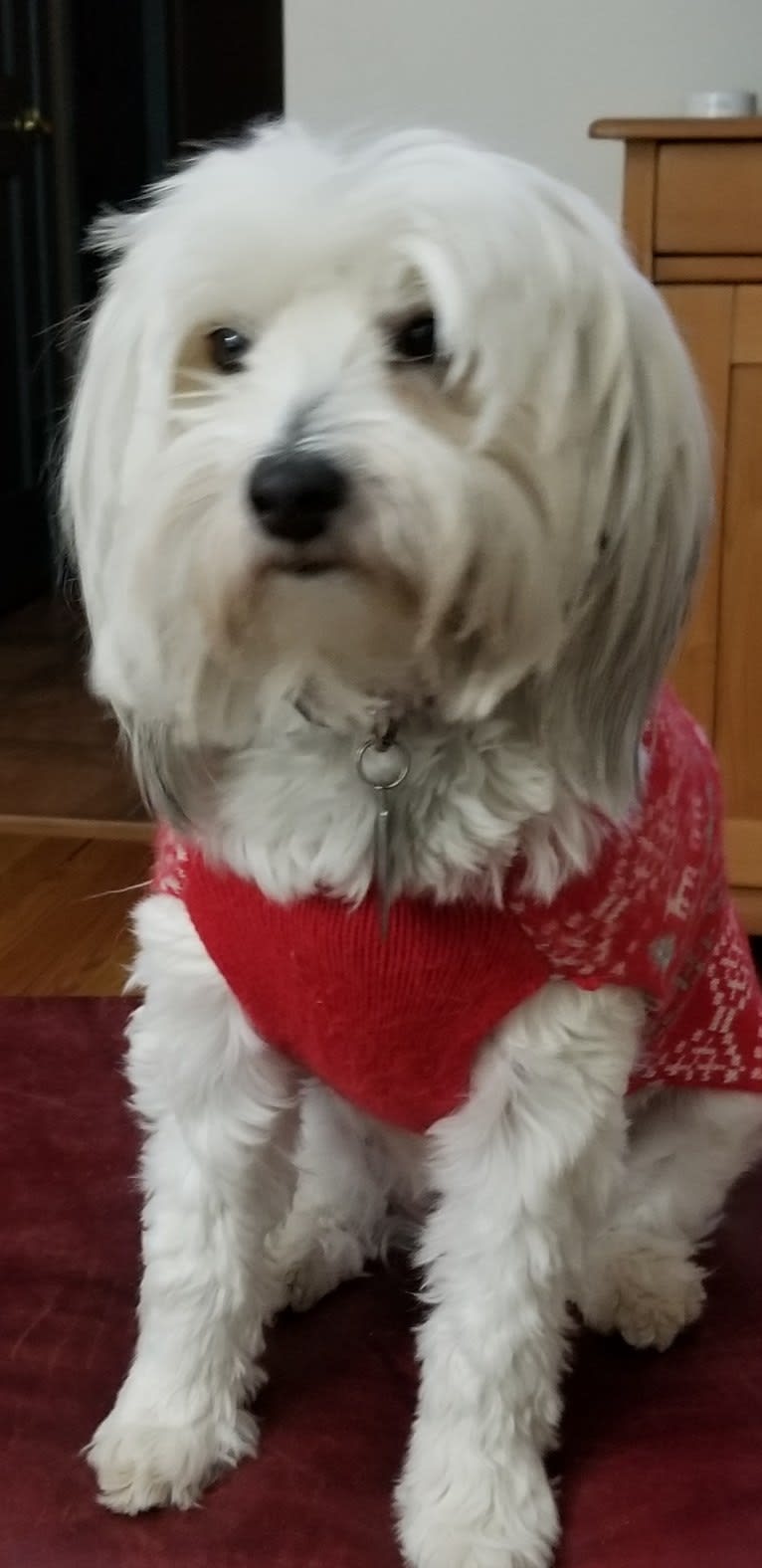 Photo of Bailey, a Chinese Crested mix in Connecticut, USA