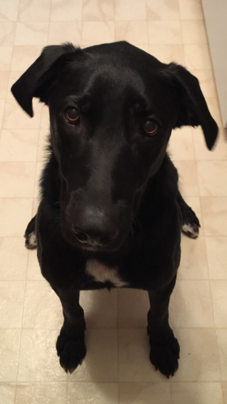 Thor, a Labrador Retriever and German Shepherd Dog mix tested with EmbarkVet.com