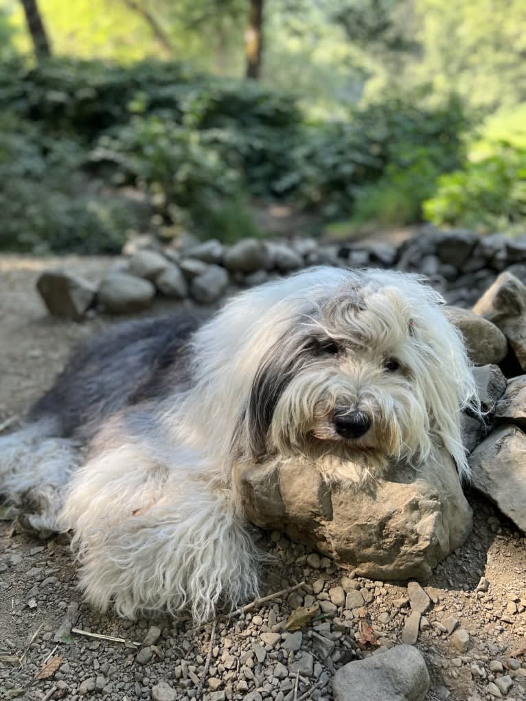 Arlo, an Old English Sheepdog tested with EmbarkVet.com