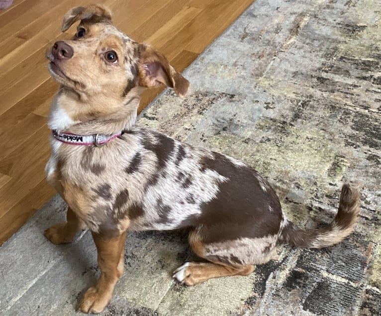 Mokie, a Dachshund and Russell-type Terrier mix tested with EmbarkVet.com