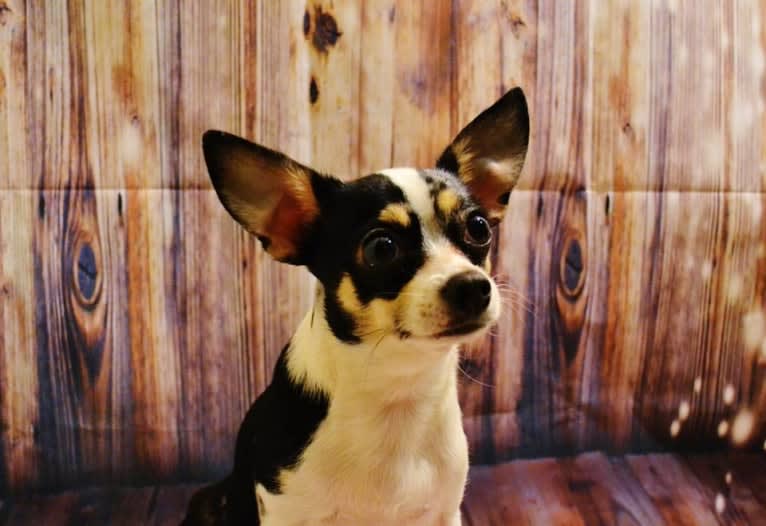 Rin, a Chihuahua tested with EmbarkVet.com