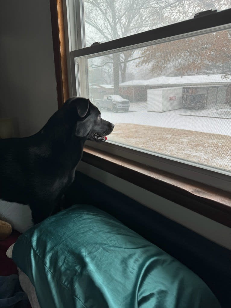 Saint, a Labrador Retriever and German Shepherd Dog mix tested with EmbarkVet.com
