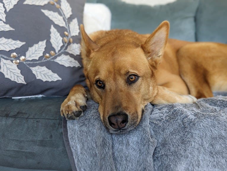 Nico, a Siberian Husky and Rottweiler mix tested with EmbarkVet.com