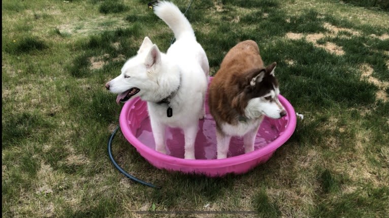 Recon, a Siberian Husky tested with EmbarkVet.com