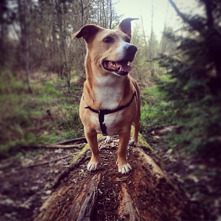 Graham, an American Pit Bull Terrier and Chihuahua mix tested with EmbarkVet.com