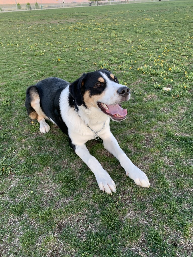 Beau, a Greater Swiss Mountain Dog and Great Pyrenees mix tested with EmbarkVet.com