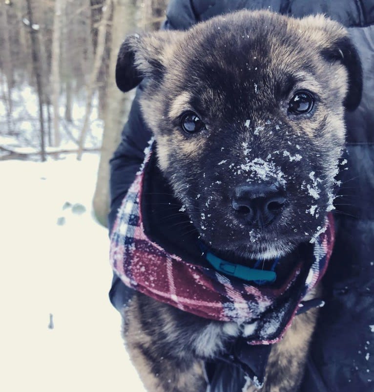 Kona, a Siberian Husky and German Shepherd Dog mix tested with EmbarkVet.com