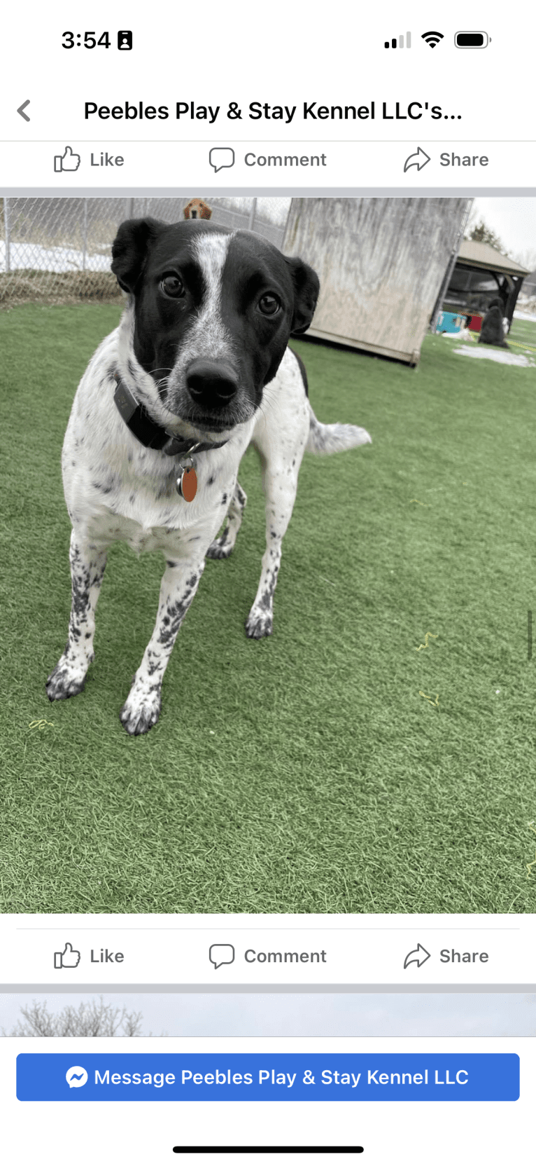 Riley, an Australian Cattle Dog and American Pit Bull Terrier mix tested with EmbarkVet.com