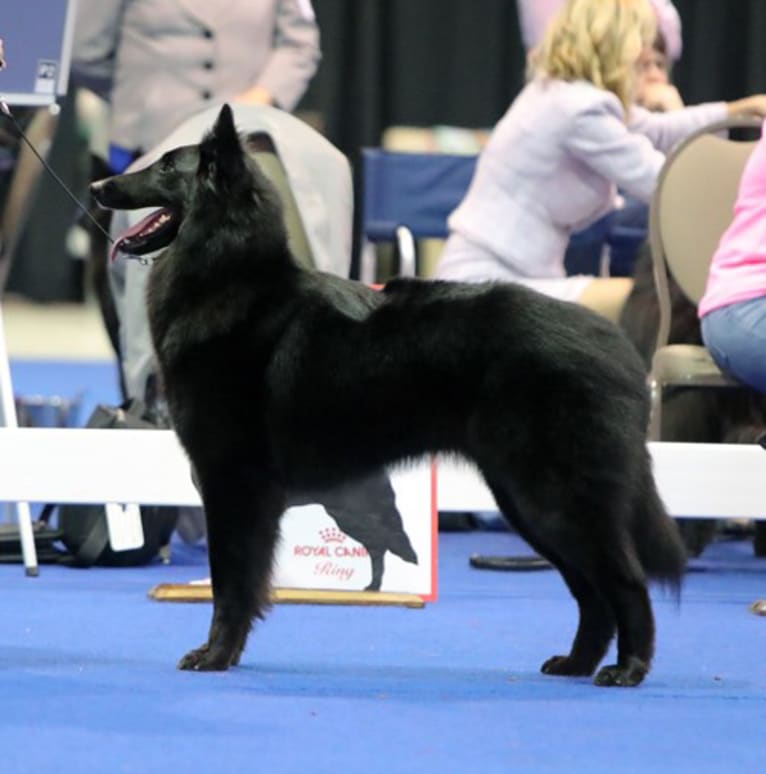 Gypsy, a Belgian Shepherd tested with EmbarkVet.com