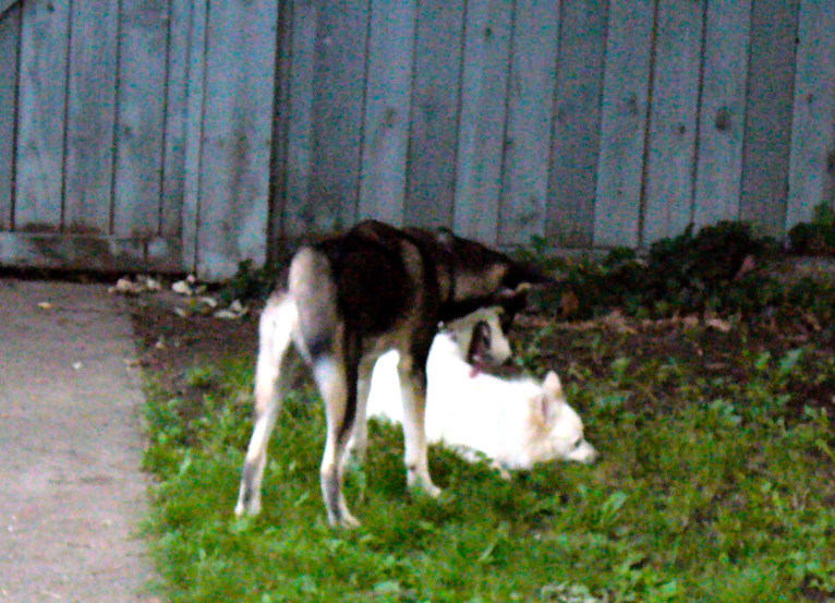 Romeo, an American Eskimo Dog tested with EmbarkVet.com