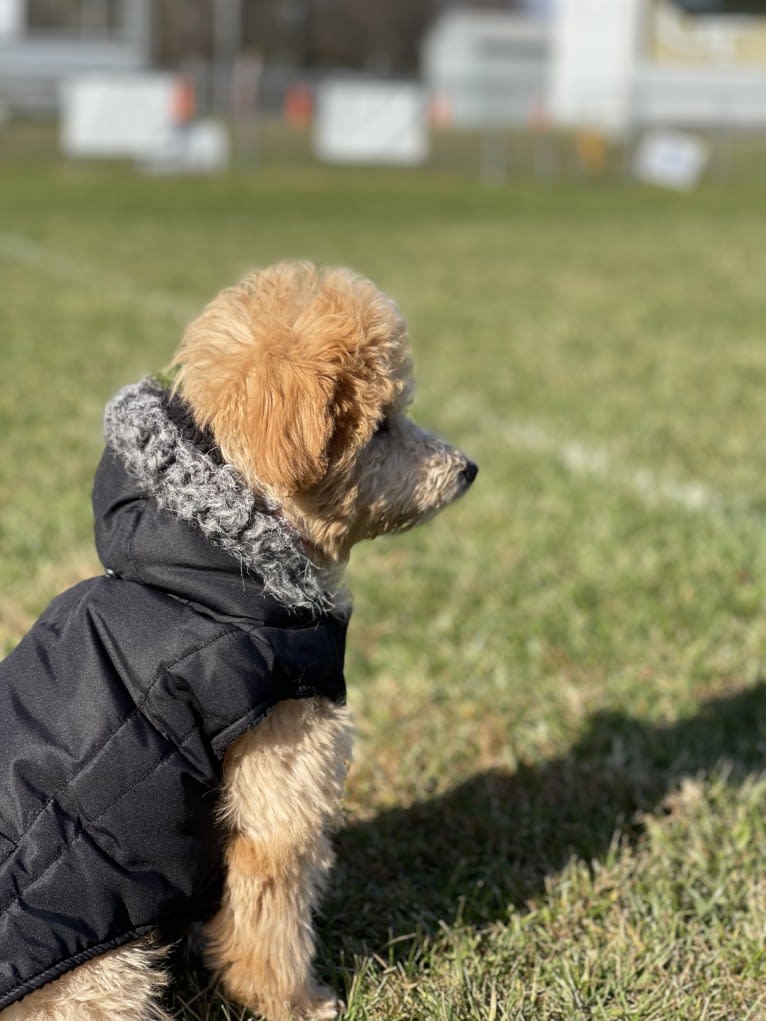 Bailee, a Bichonpoo tested with EmbarkVet.com