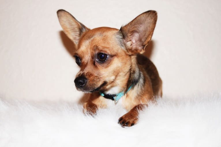 Zephyr, a Chihuahua and Yorkshire Terrier mix tested with EmbarkVet.com