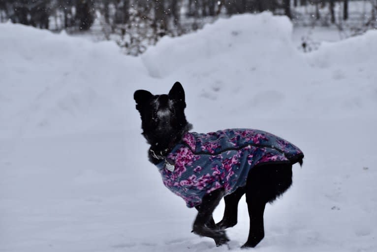 Mist, an Australian Cattle Dog and Australian Shepherd mix tested with EmbarkVet.com