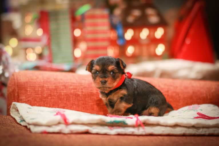 Rosie, a Yorkshire Terrier tested with EmbarkVet.com