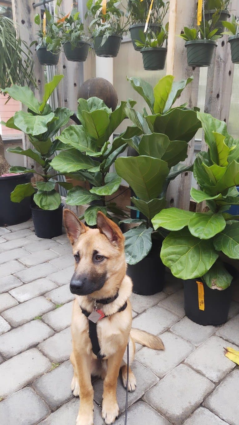 Everhett, a German Shepherd Dog and Australian Cattle Dog mix tested with EmbarkVet.com