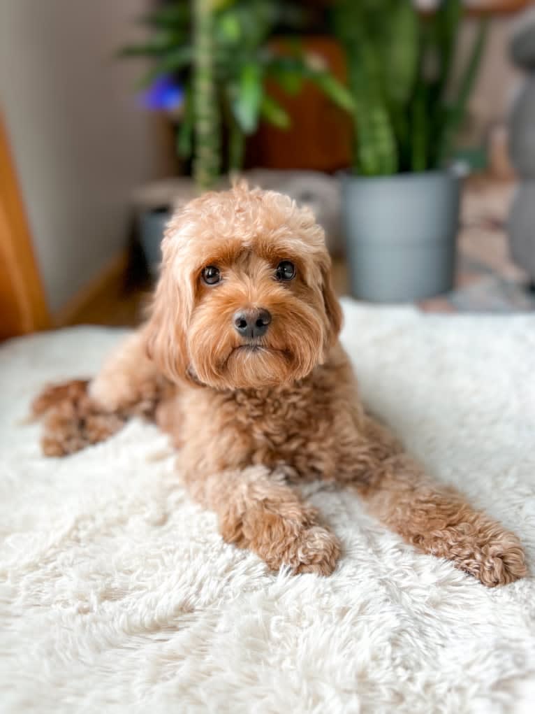 Charli, a Cockapoo tested with EmbarkVet.com