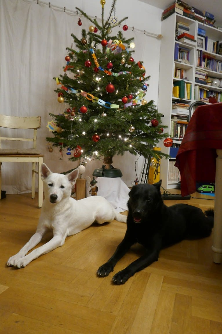 Suri, a Canaan Dog tested with EmbarkVet.com