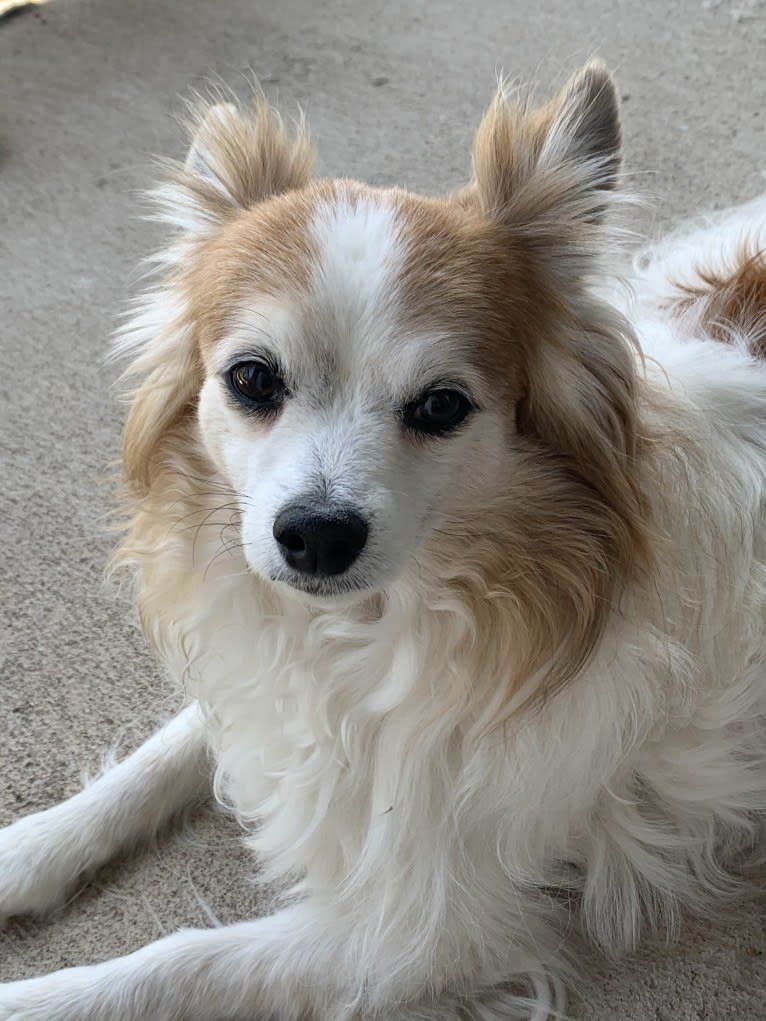 Ziggy, a Papillon and Maltese mix tested with EmbarkVet.com