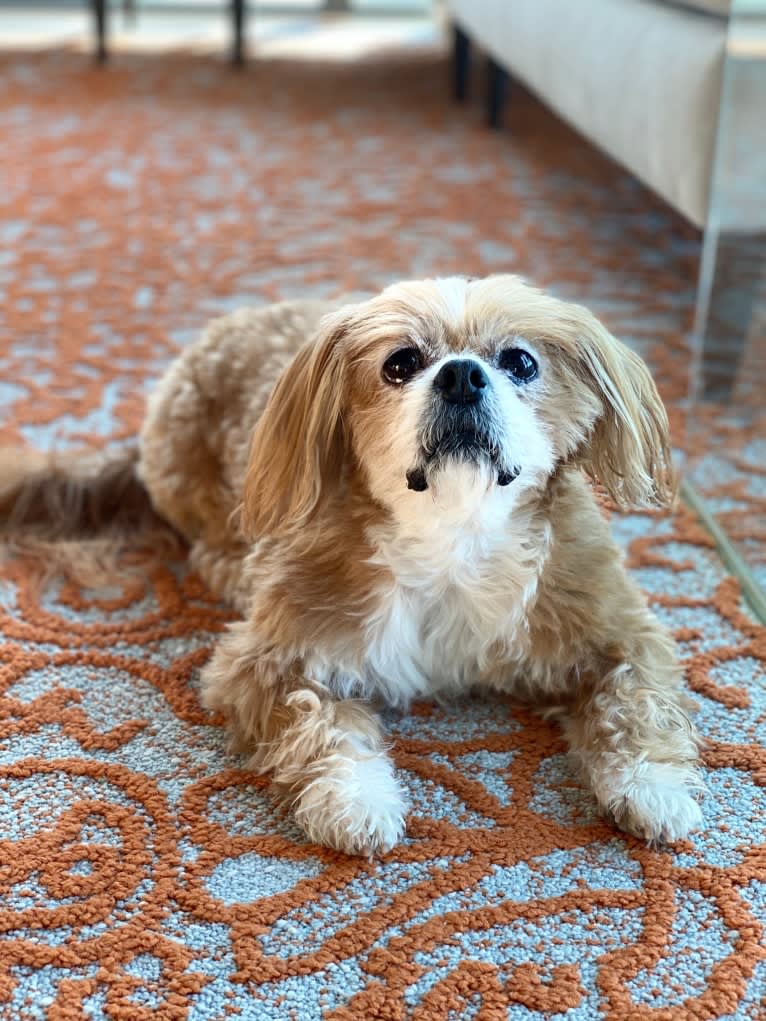 Kuma, a Pekingese and Japanese Chin mix tested with EmbarkVet.com