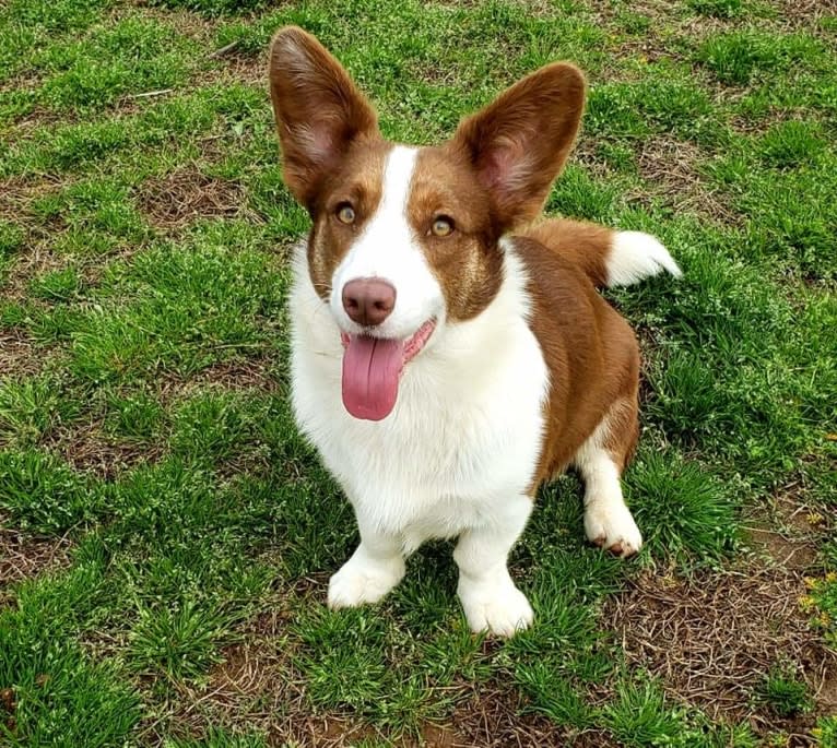 Latte, a Cardigan Welsh Corgi tested with EmbarkVet.com