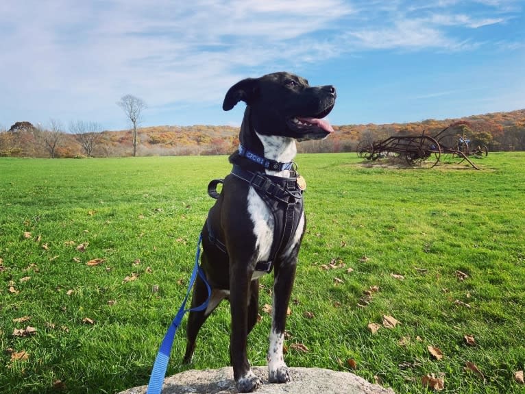 Tommy, a Boxer and American Pit Bull Terrier mix tested with EmbarkVet.com