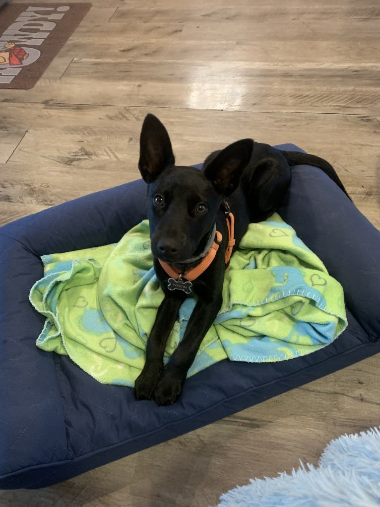 Westin, an Australian Cattle Dog and American Pit Bull Terrier mix tested with EmbarkVet.com