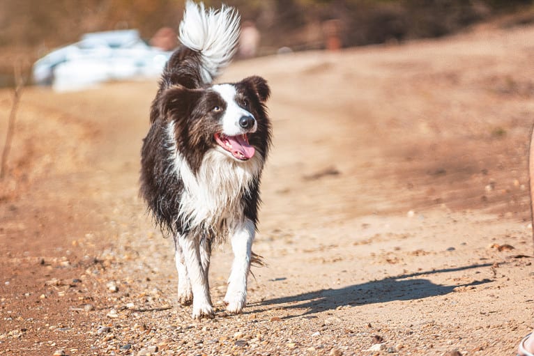 Koda, a Border Collie tested with EmbarkVet.com