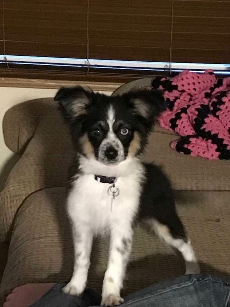 Mini australian shepherd papillon mix shop