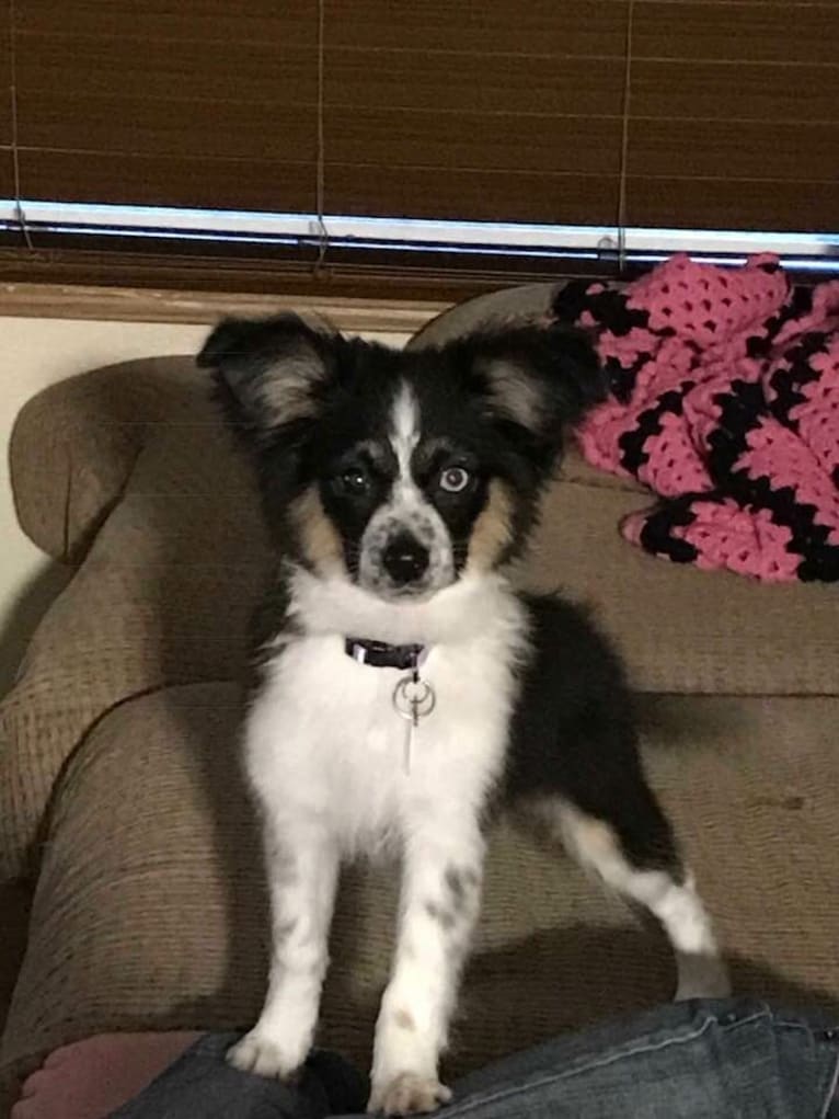 Calypso, a Miniature/MAS-type Australian Shepherd and Papillon mix tested with EmbarkVet.com