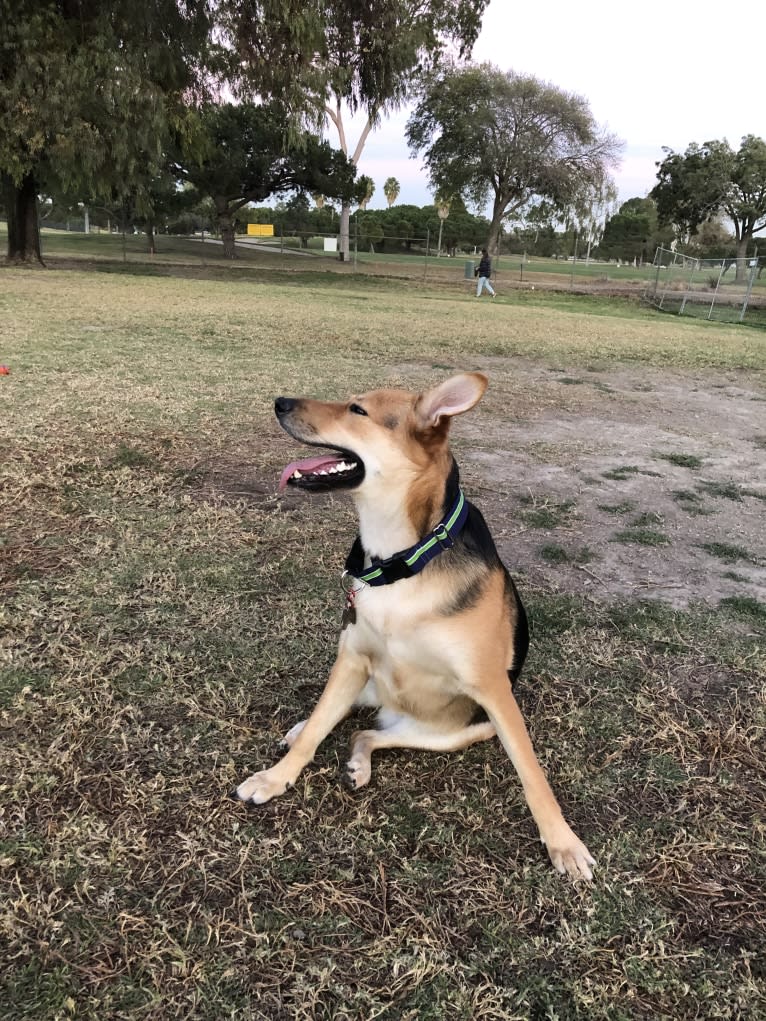 Shainee, a German Shepherd Dog and Australian Cattle Dog mix tested with EmbarkVet.com