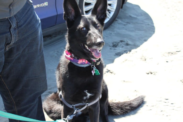 Lula, a German Shepherd Dog and Golden Retriever mix tested with EmbarkVet.com