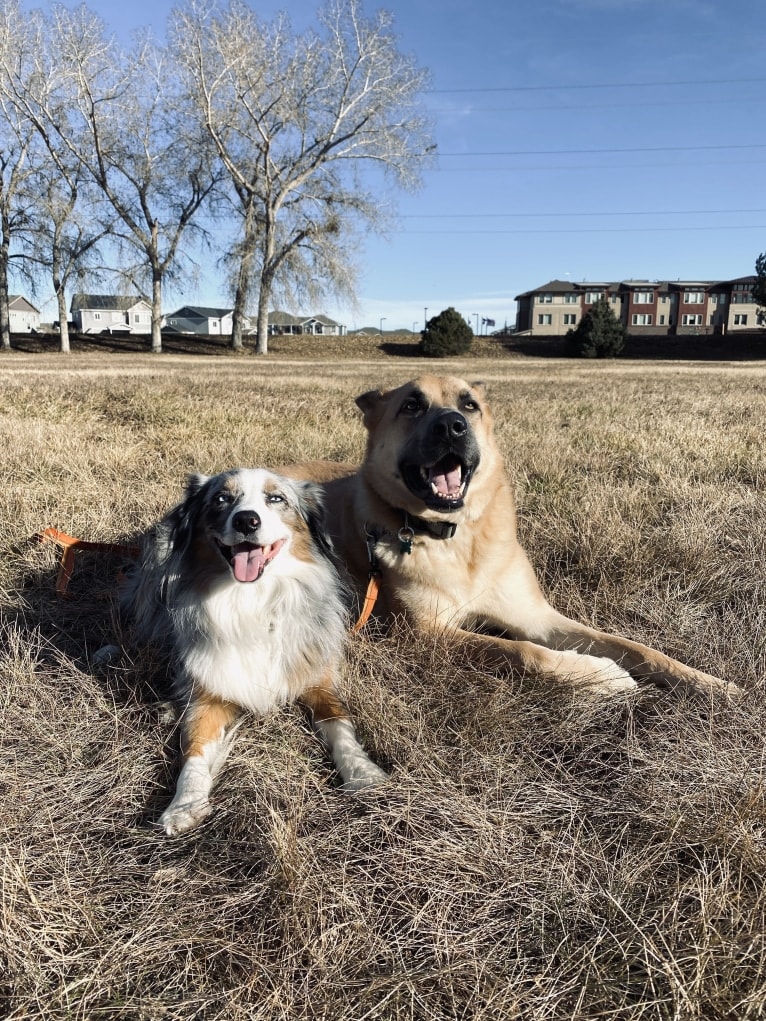 Boban, a German Shepherd Dog and Great Pyrenees mix tested with EmbarkVet.com