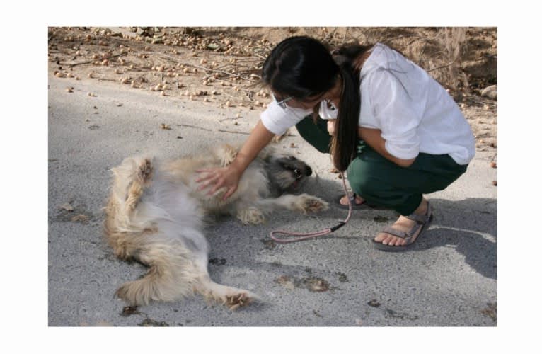 Charybdis, an Arabian Village Dog tested with EmbarkVet.com