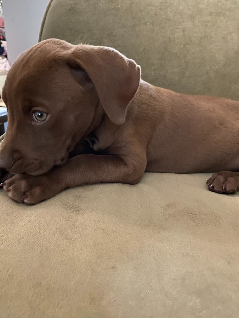 Kingston, a Weimaraner and Labrador Retriever mix tested with EmbarkVet.com