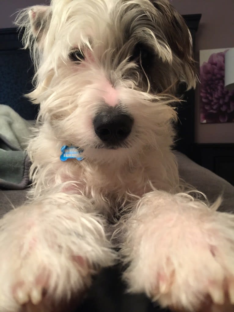 Ratchet, a Miniature Schnauzer and American Pit Bull Terrier mix tested with EmbarkVet.com