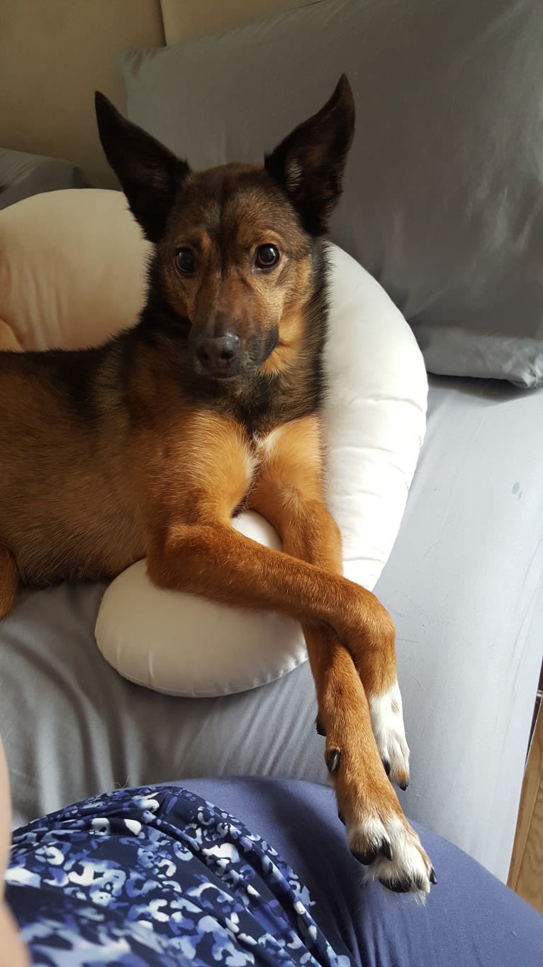 Lady, an European Village Dog and Alaskan Malamute mix tested with EmbarkVet.com