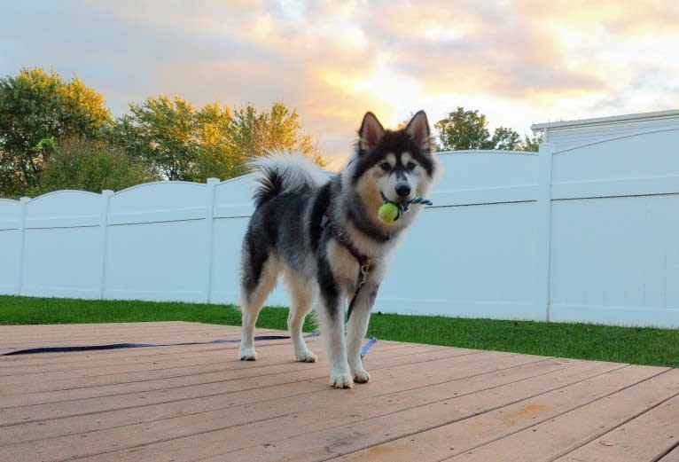 Luna, an Alaskan Malamute tested with EmbarkVet.com