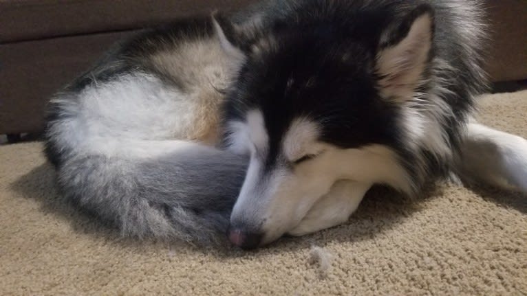 SOJU, a Siberian Husky and Alaskan Malamute mix tested with EmbarkVet.com