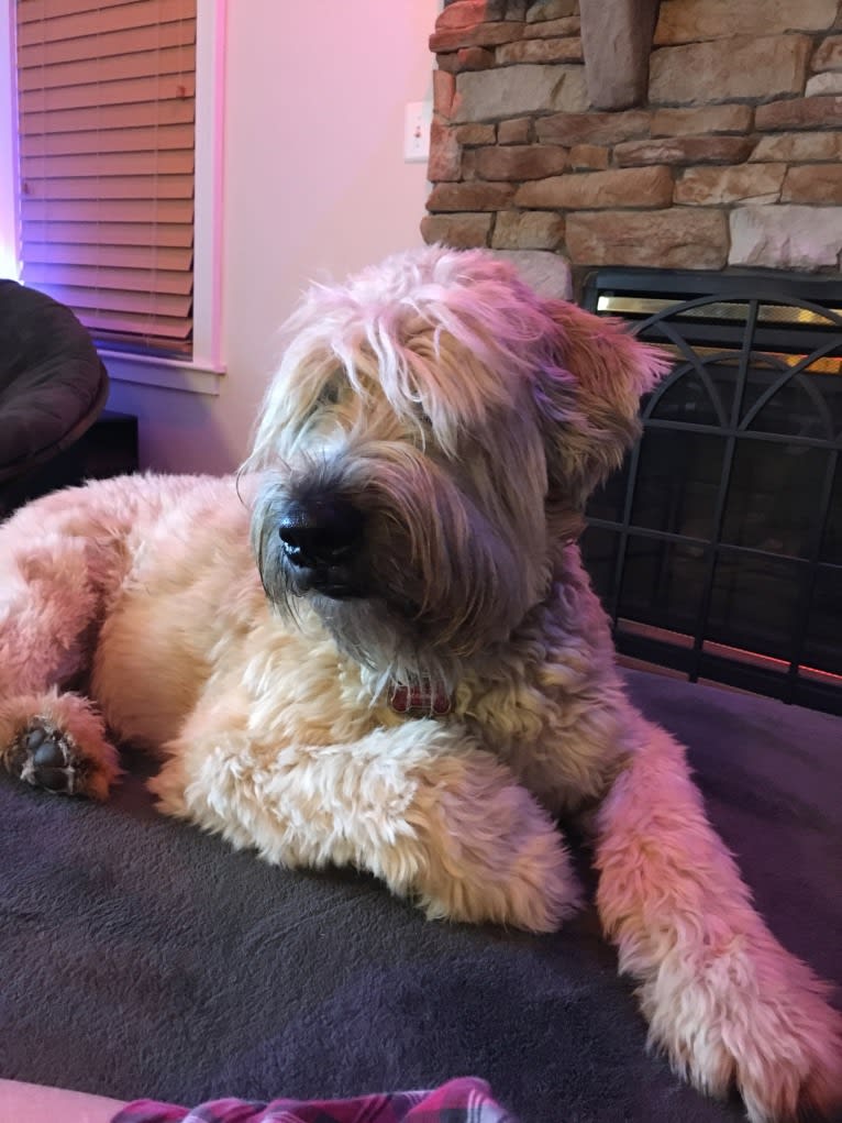 Desmond, a Soft Coated Wheaten Terrier tested with EmbarkVet.com